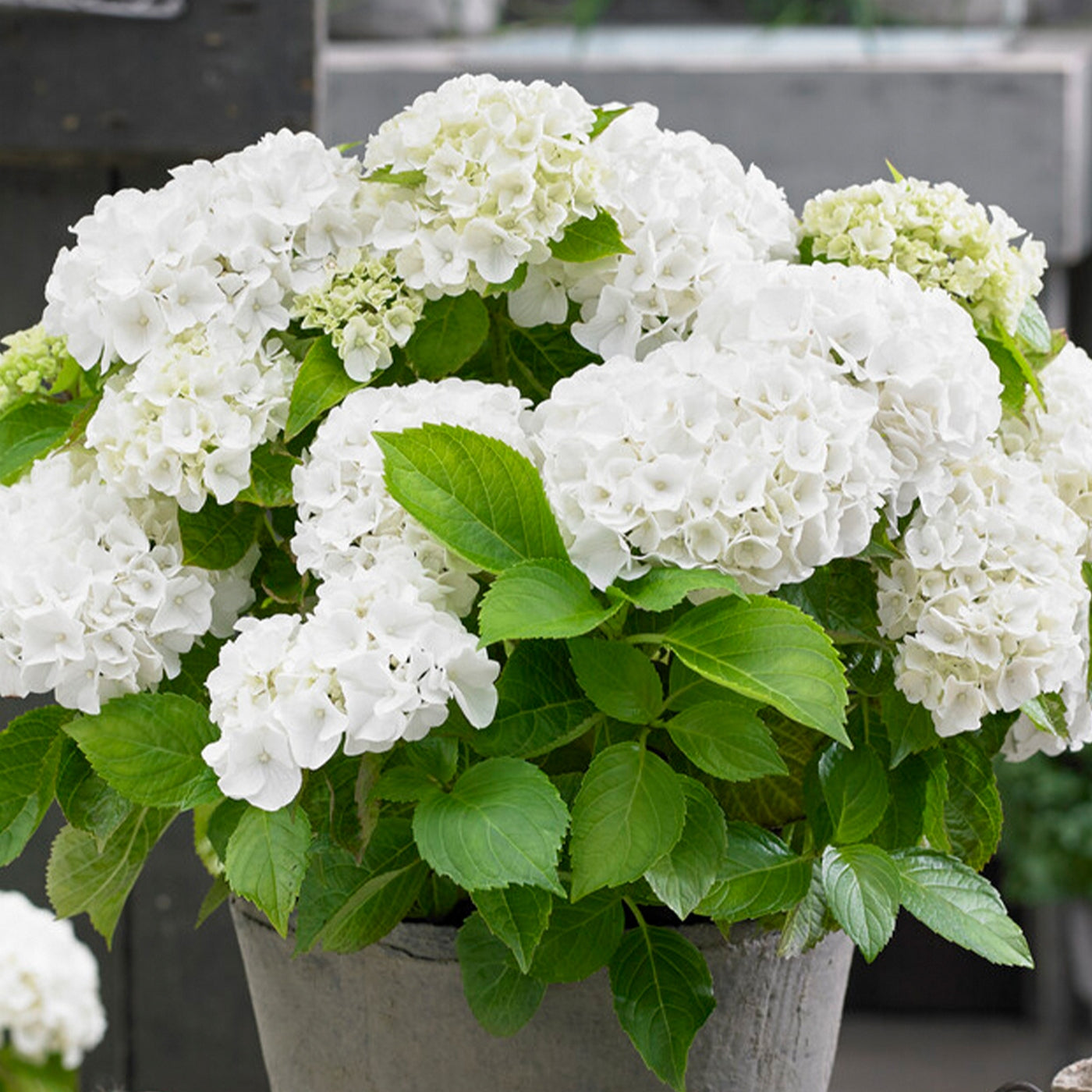 Lot De 3 Hortensias Blanc, Rose Et Bleu – Plante D'Extérieur