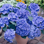 Lot De 3 Hortensias Blanc, Rose Et Bleu – Plante D'Extérieur