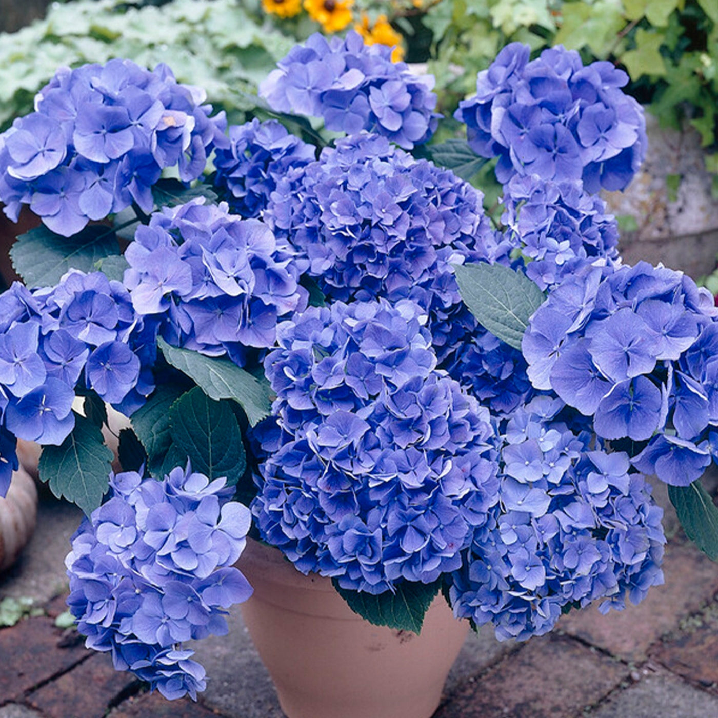 Lot De 3 Hortensias Blanc, Rose Et Bleu – Plante D'Extérieur