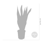 Sansevieria Laurentii – Houseplant