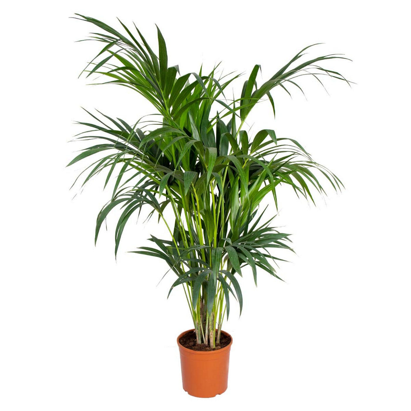 Palmier Kentia Xl – Plante D'Intérieur