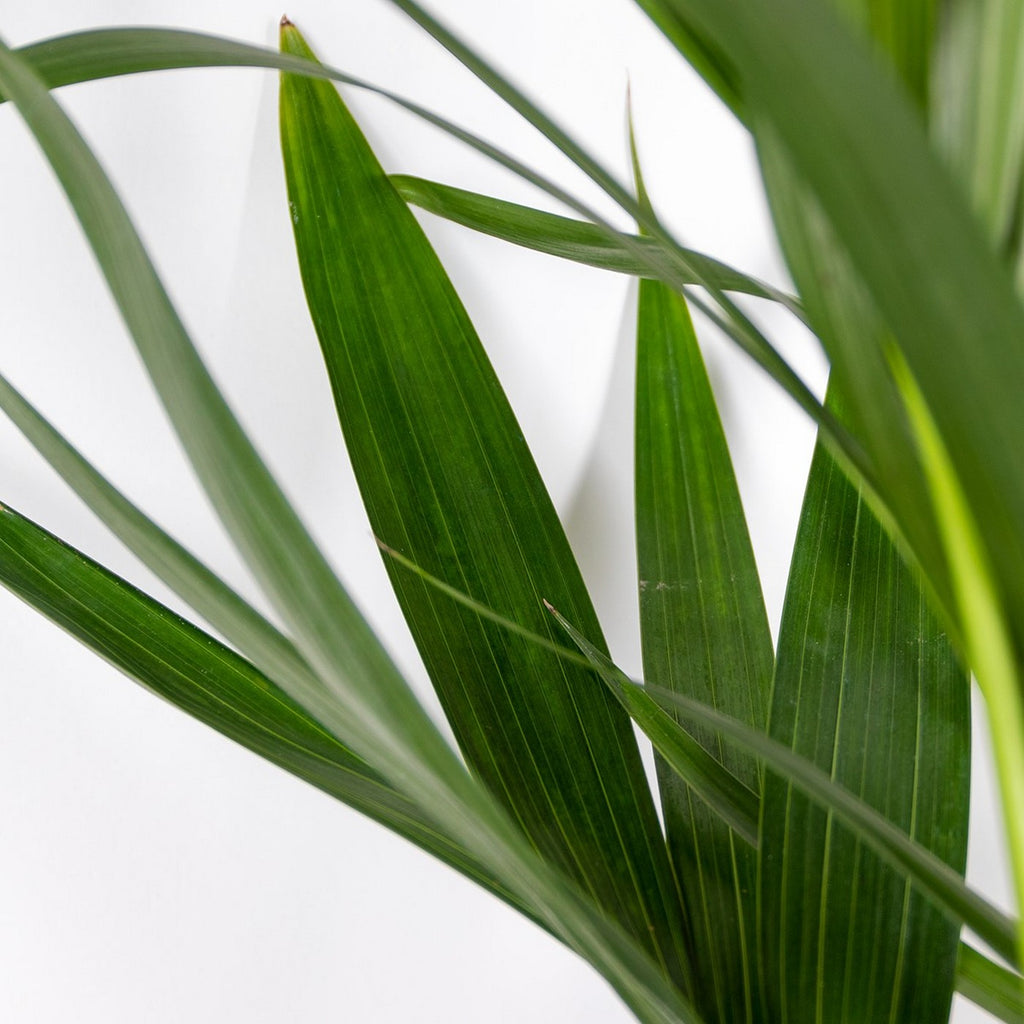 Palmier Kentia Xl – Plante D'Intérieur