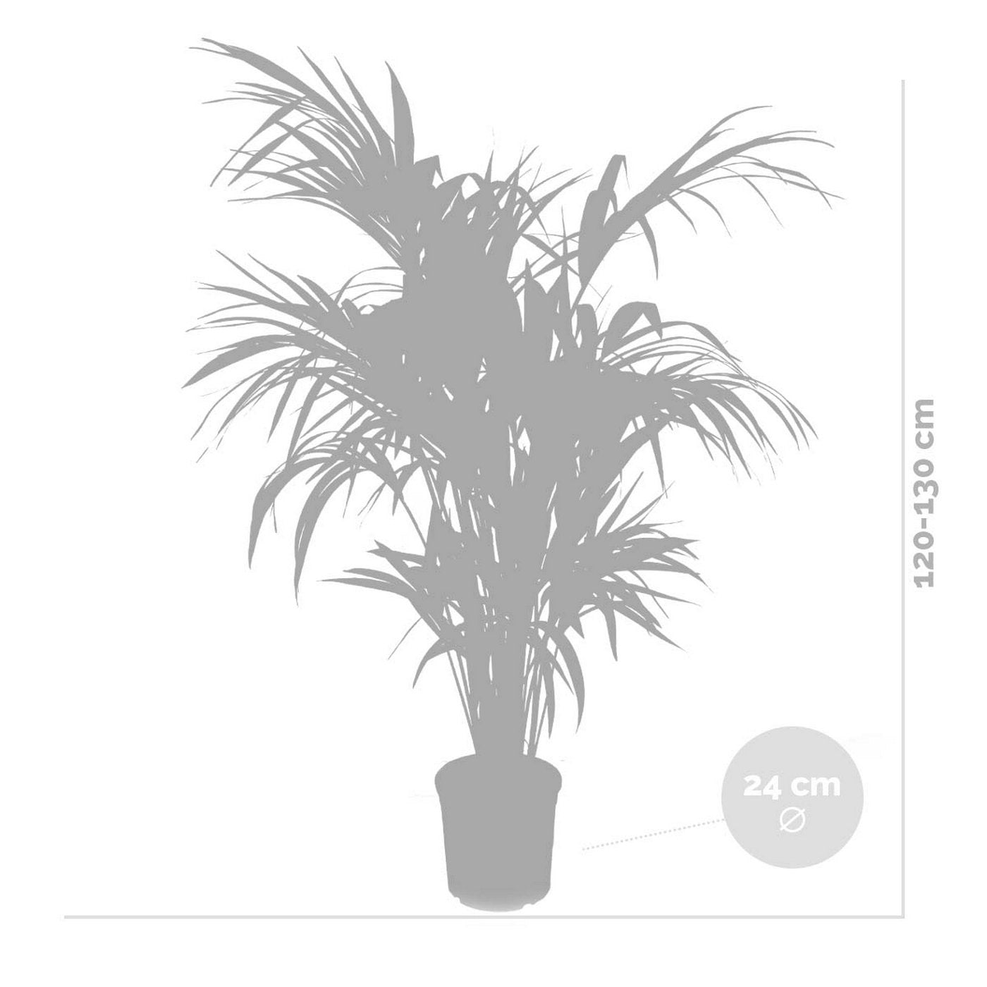 Palmier Kentia Xl – Plante D'Intérieur