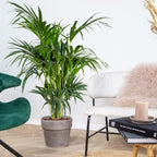 Palmier Kentia Xl – Plante D'Intérieur