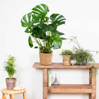 Monstera Deliciosa – Indoor Plant
