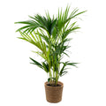 Palmier Kentia – Plante D'Intérieur