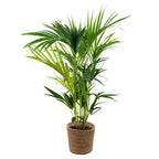 Palmier Kentia – Plante D'Intérieur