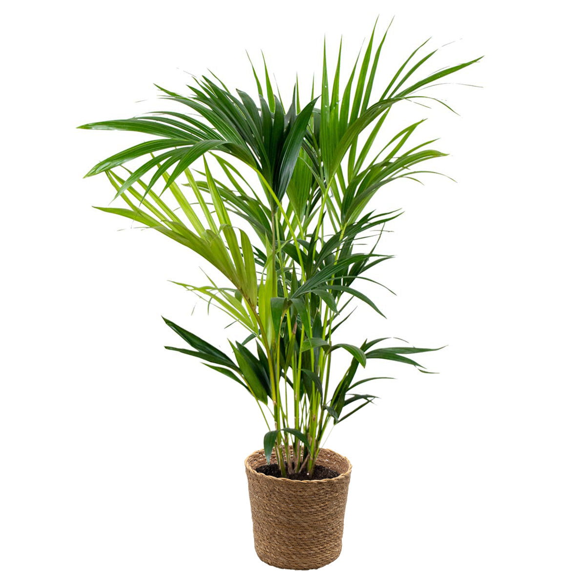 Palmier Kentia – Plante D'Intérieur