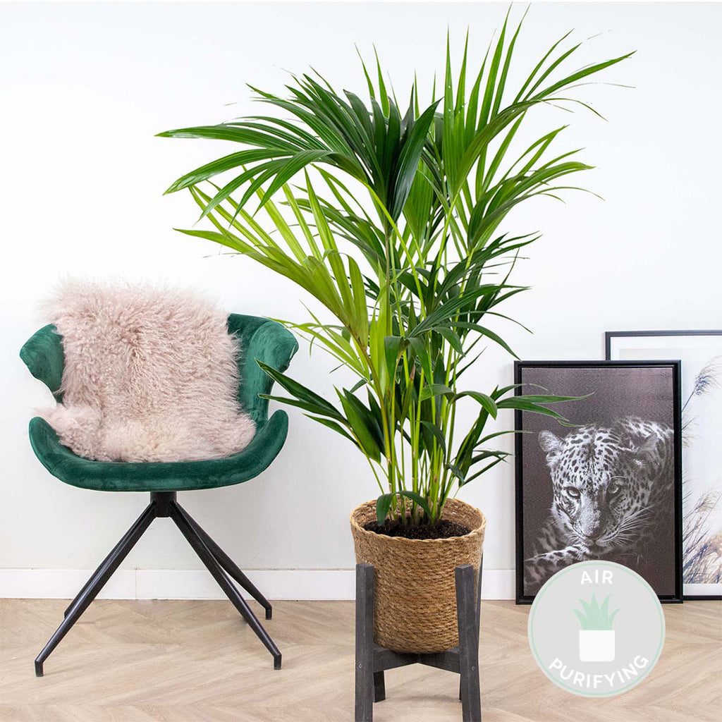 Palmier Kentia – Plante D'Intérieur