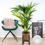 Palmier Kentia – Plante D'Intérieur