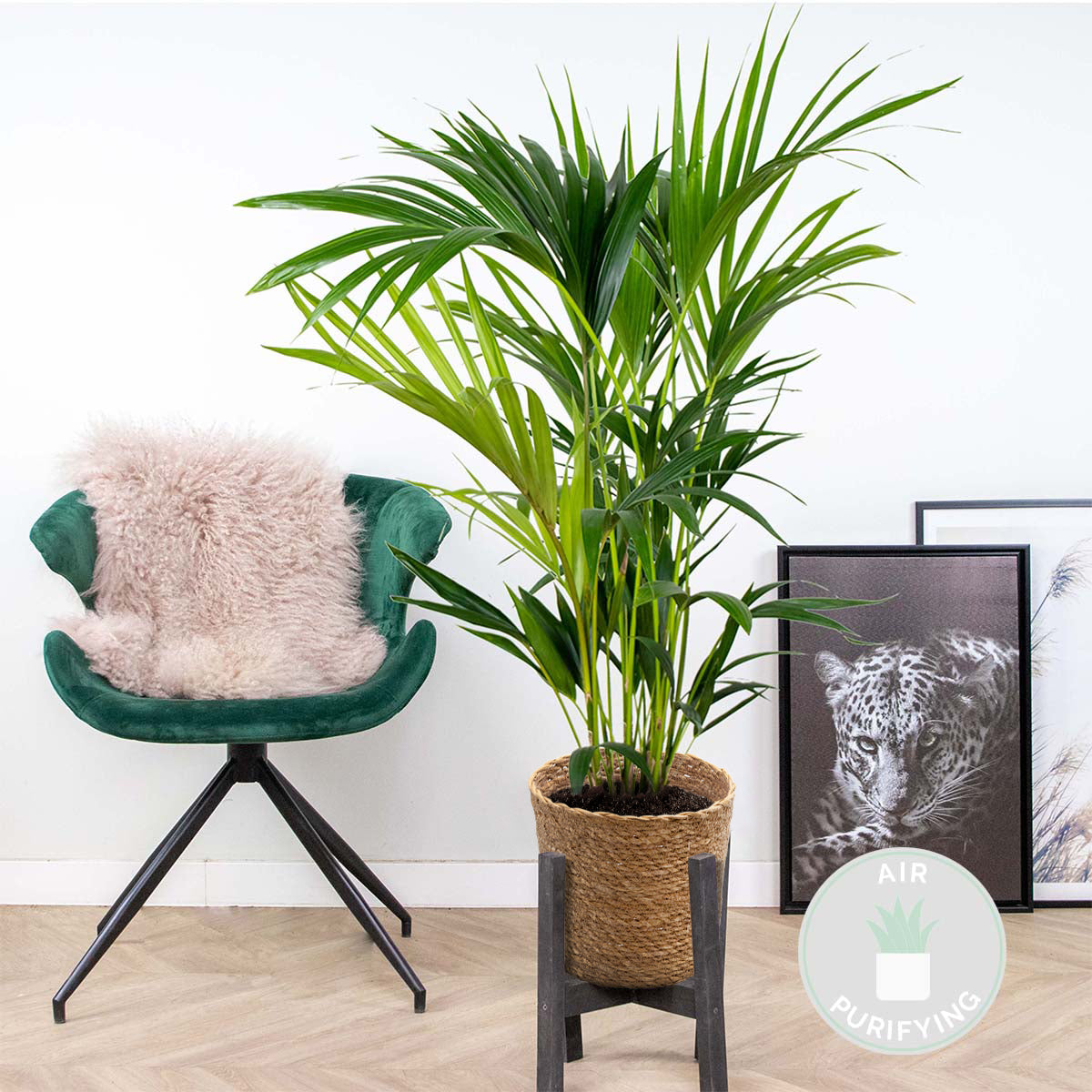 Palmier Kentia – Plante D'Intérieur
