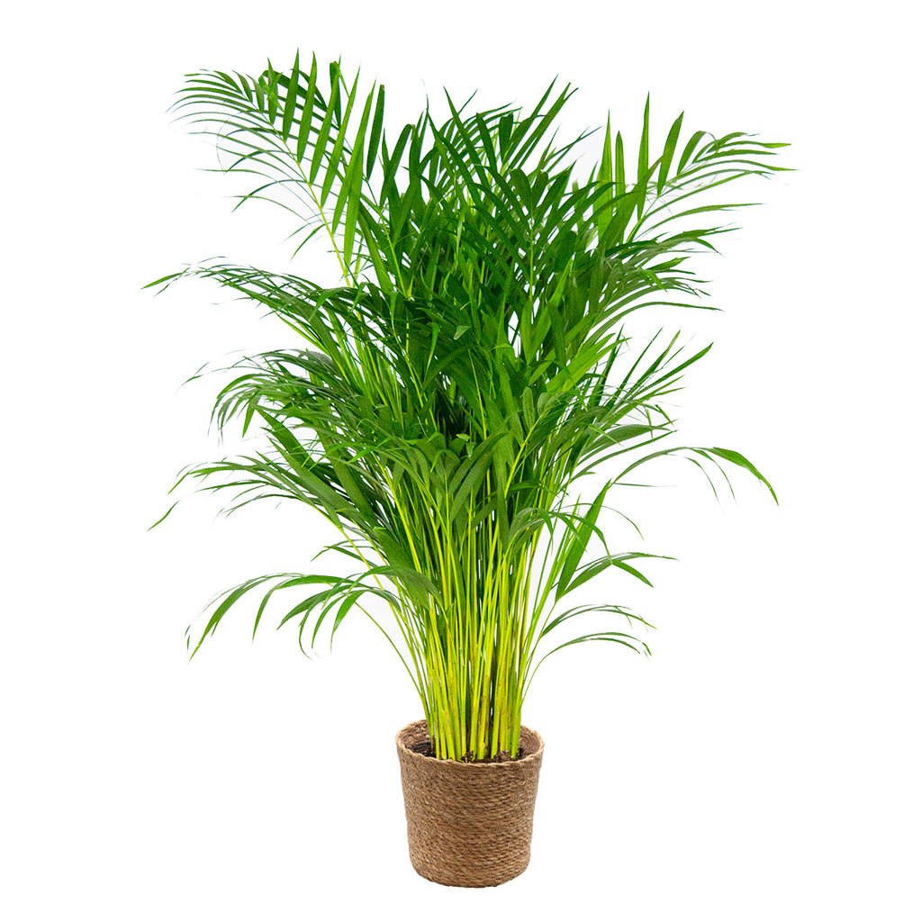 Palmier Areca – Plante D'Intérieur