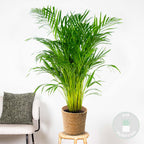 Palmier Areca – Plante D'Intérieur