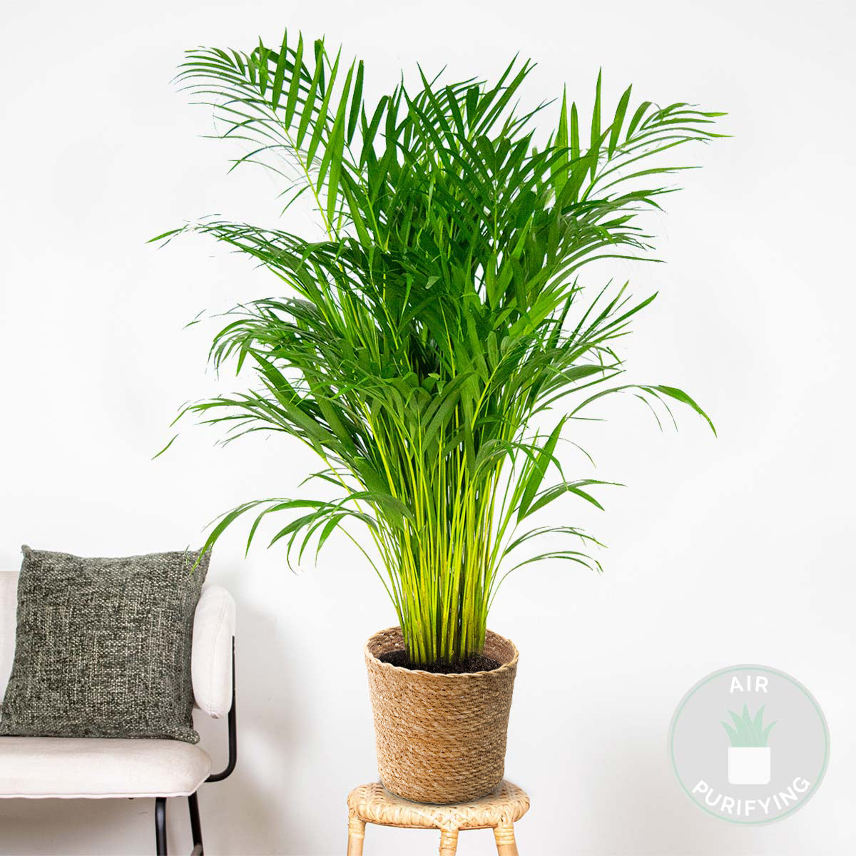 Palmier Areca – Plante D'Intérieur