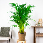 Palmier Areca – Plante D'Intérieur