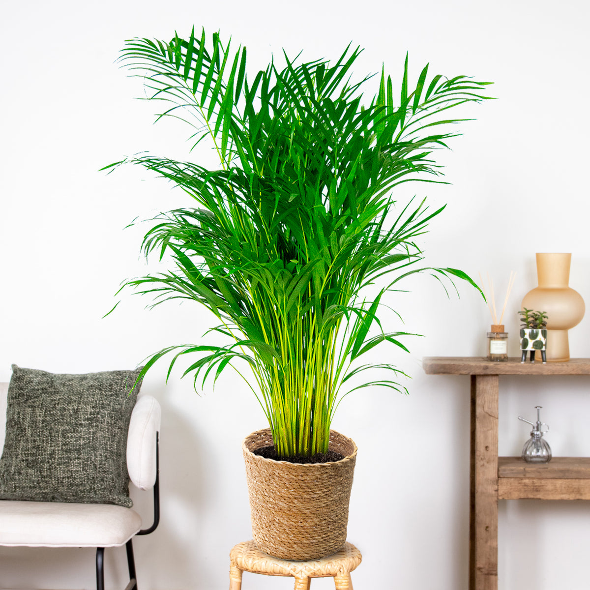 Palmier Areca – Plante D'Intérieur