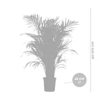 Palmier Areca – Plante D'Intérieur