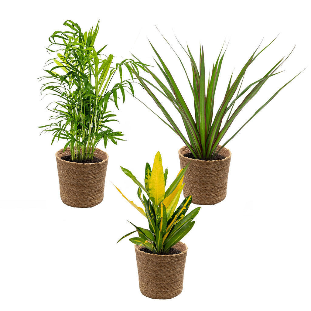 Mélange De 3 Plantes Tropicales – Plante D'Intérieur