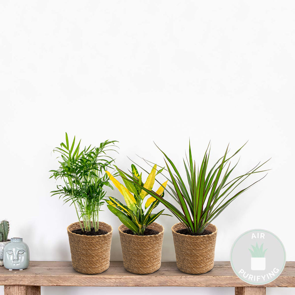 Mélange De 3 Plantes Tropicales – Plante D'Intérieur