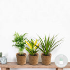 Mélange De 3 Plantes Tropicales – Plante D'Intérieur