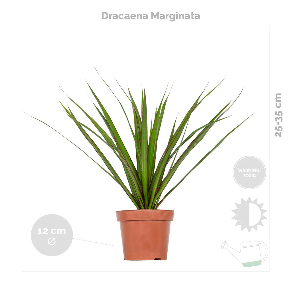 Mélange De 3 Plantes Tropicales – Plante D'Intérieur