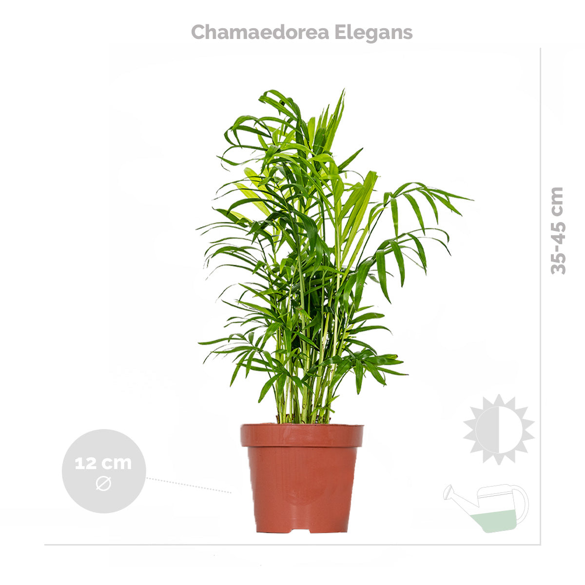 Mélange De 3 Plantes Tropicales – Plante D'Intérieur