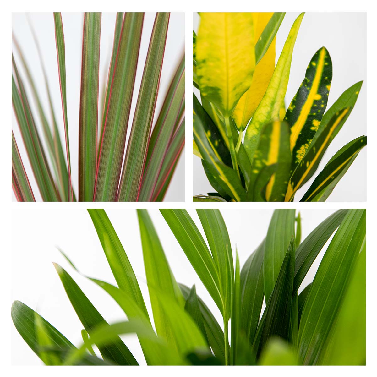 Mélange De 3 Plantes Tropicales – Plante D'Intérieur