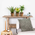 Mélange De 3 Plantes Tropicales – Plante D'Intérieur