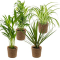 Mélange De 4 Plantes Purificatrices D'Air – Plante D'Intérieur