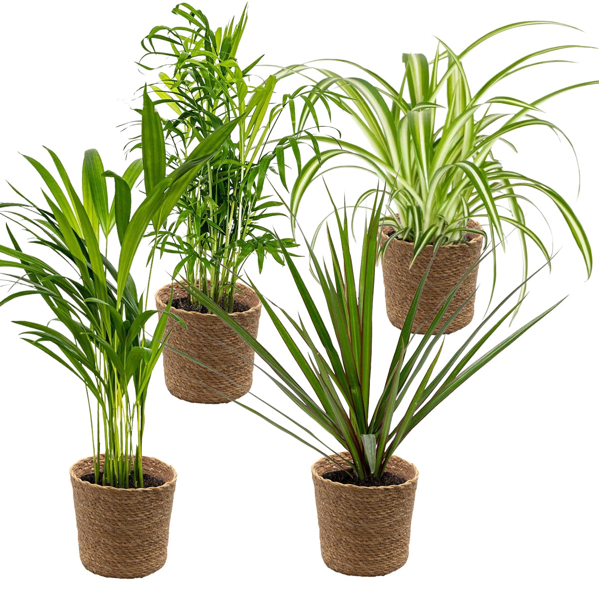 Mélange De 4 Plantes Purificatrices D'Air – Plante D'Intérieur
