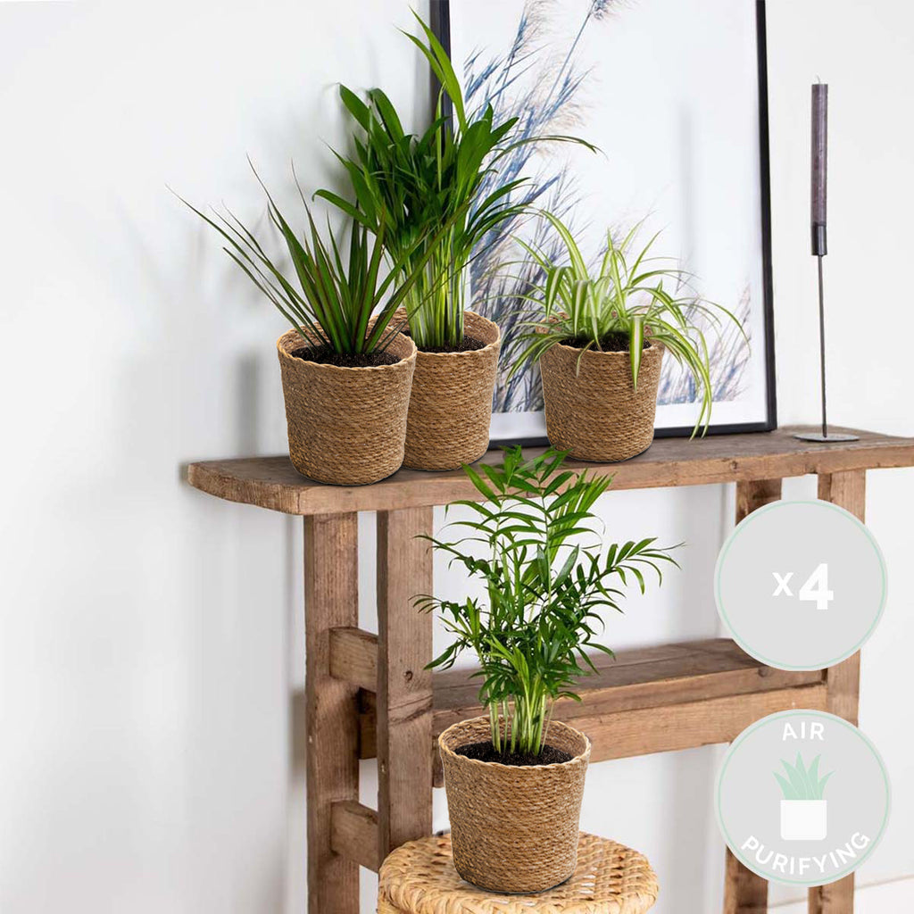 Mélange De 4 Plantes Purificatrices D'Air – Plante D'Intérieur