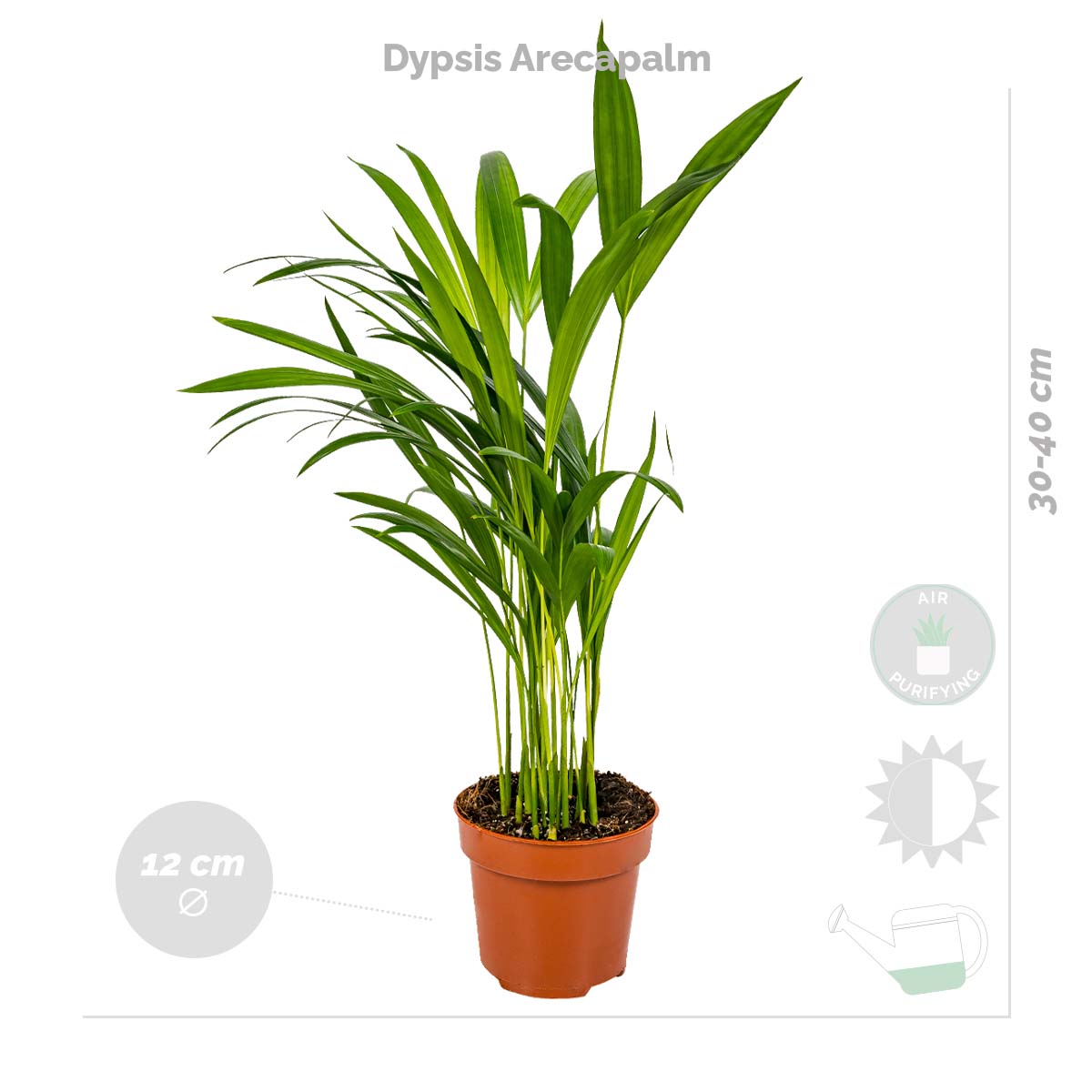 Mélange De 4 Plantes Purificatrices D'Air – Plante D'Intérieur