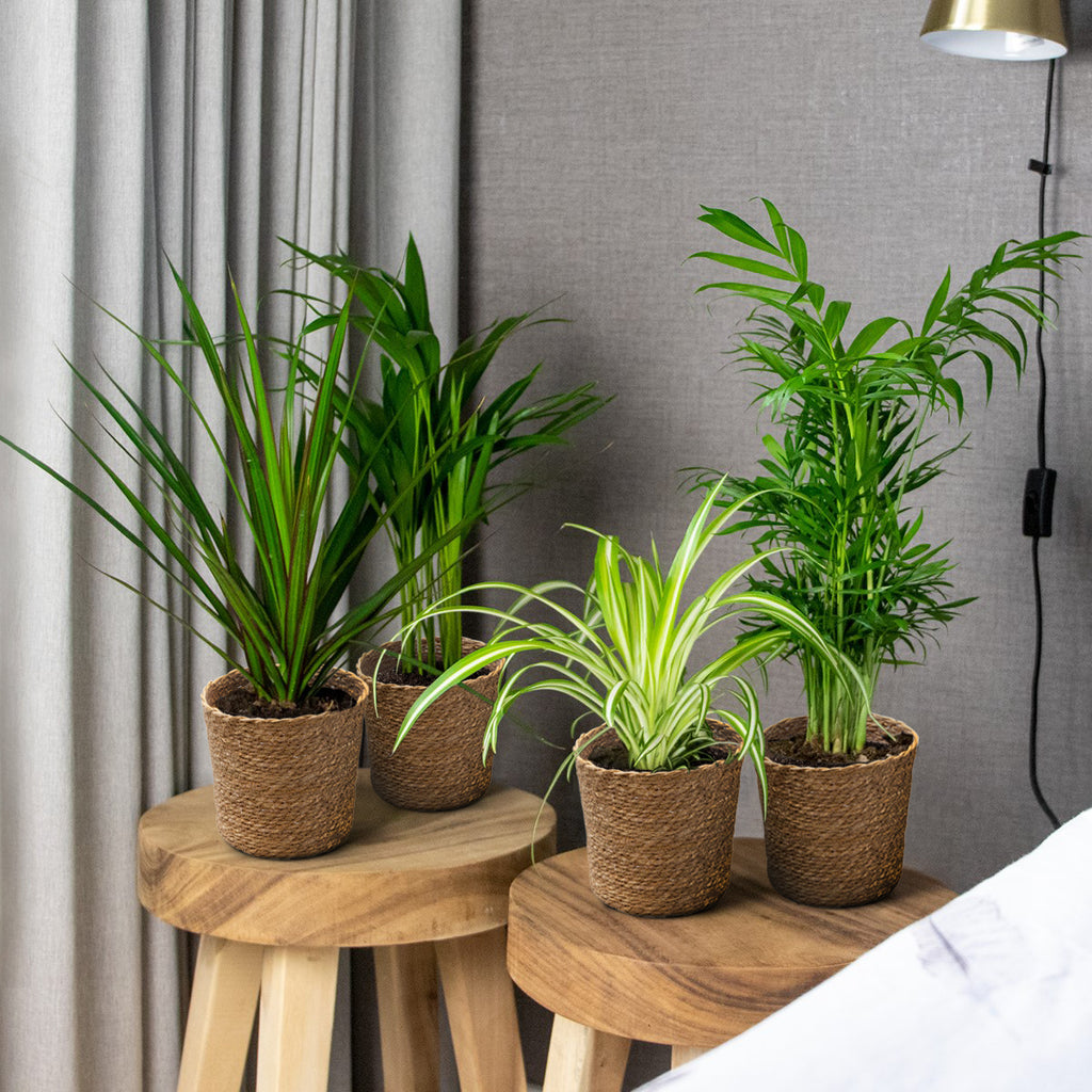 Mélange De 4 Plantes Purificatrices D'Air – Plante D'Intérieur