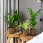 Mélange De 4 Plantes Purificatrices D'Air – Plante D'Intérieur