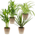 Mélange De 4 Plantes Purificatrices D'Air – Plante D'Intérieur