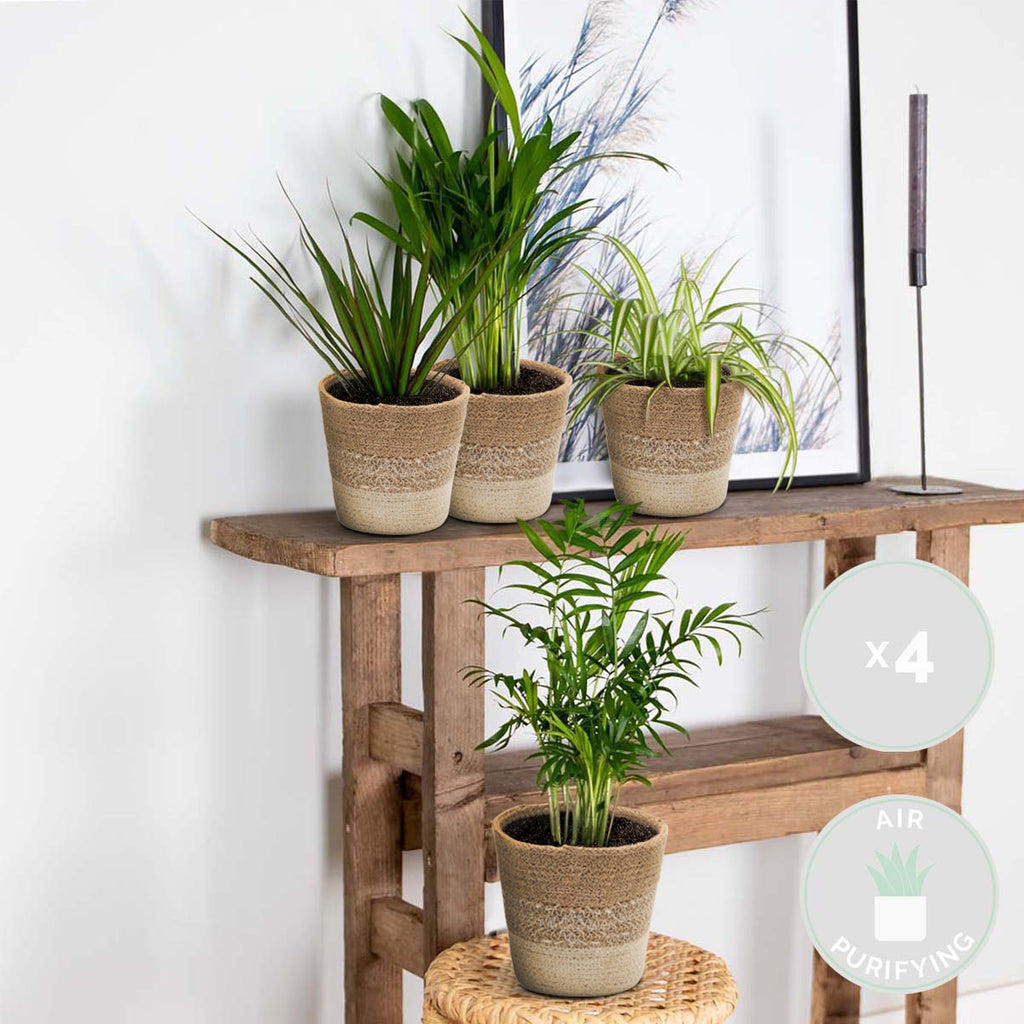 Mélange De 4 Plantes Purificatrices D'Air – Plante D'Intérieur