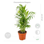 Mélange De 4 Plantes Purificatrices D'Air – Plante D'Intérieur