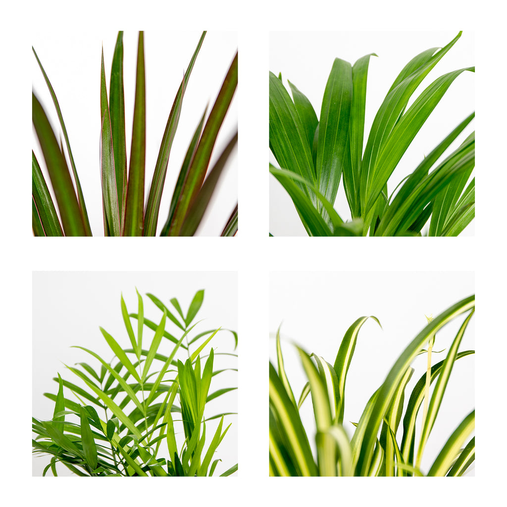 Mélange De 4 Plantes Purificatrices D'Air – Plante D'Intérieur