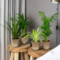Pack De 4 Plantas Purificadoras De Aire Con Cestas – Planta De Interior