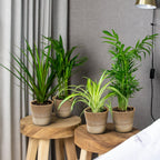 Mélange De 4 Plantes Purificatrices D'Air – Plante D'Intérieur