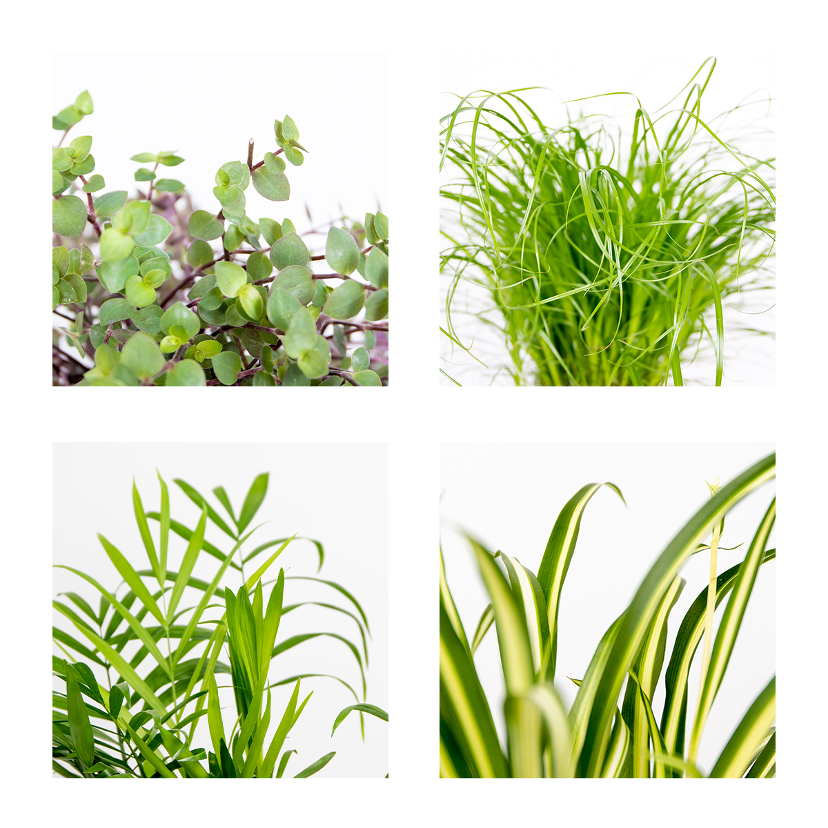 Mix of 4 Pet-Friendly Plants – Indoor Plant
