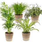 Mélange De 4 Plantes Pet-Friendly – Plante D'Intérieur