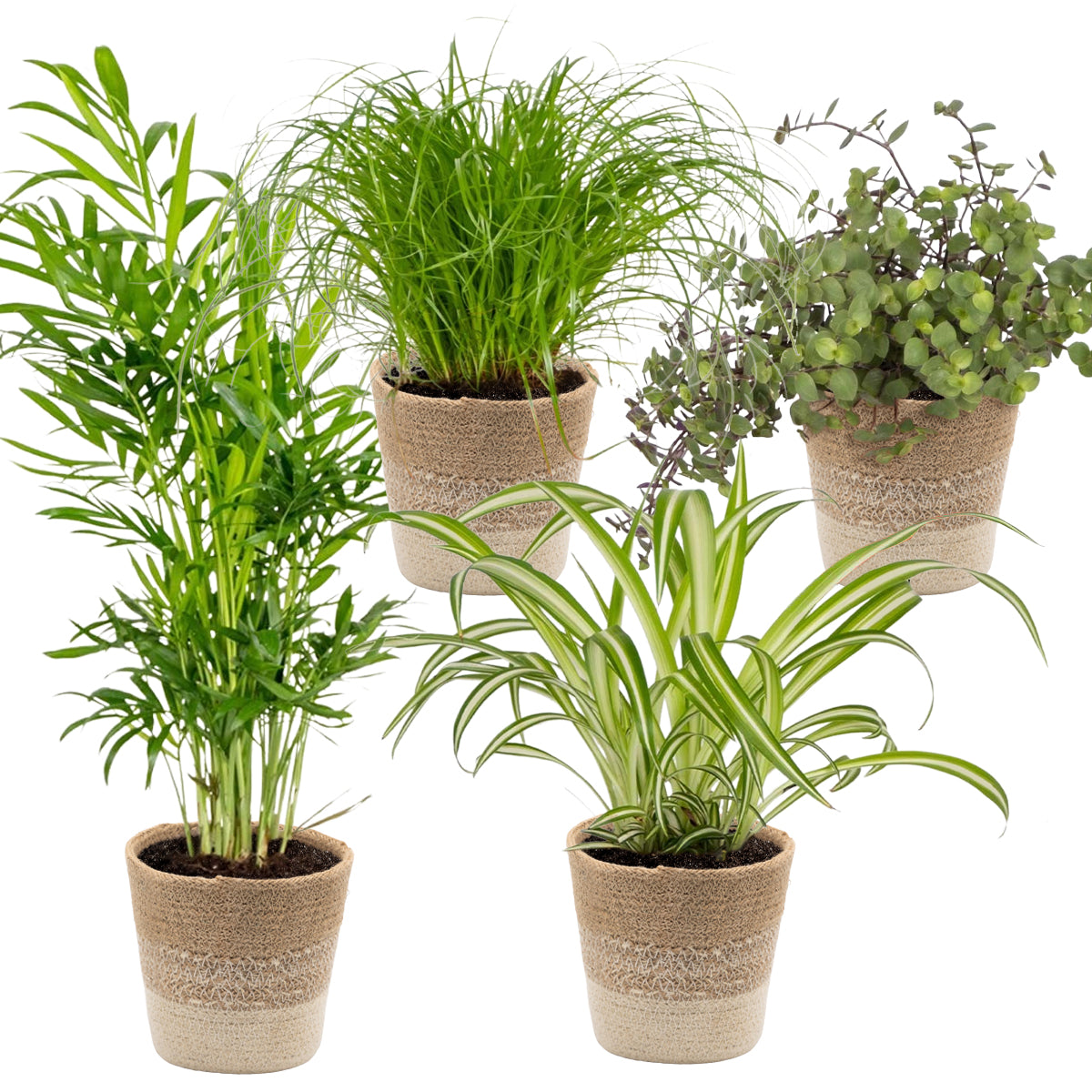 Mélange De 4 Plantes Pet-Friendly – Plante D'Intérieur