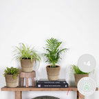 Mélange De 4 Plantes Pet-Friendly – Plante D'Intérieur