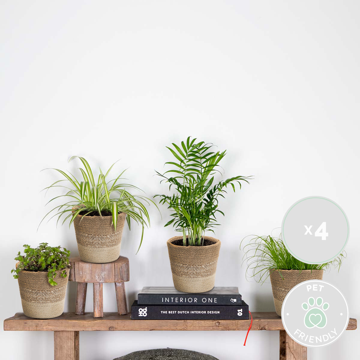 Mélange De 4 Plantes Pet-Friendly – Plante D'Intérieur
