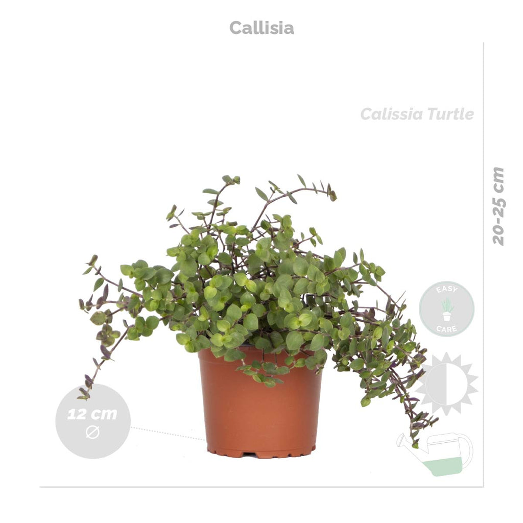 Mélange De 4 Plantes Pet-Friendly – Plante D'Intérieur