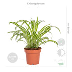 Mélange De 4 Plantes Pet-Friendly – Plante D'Intérieur