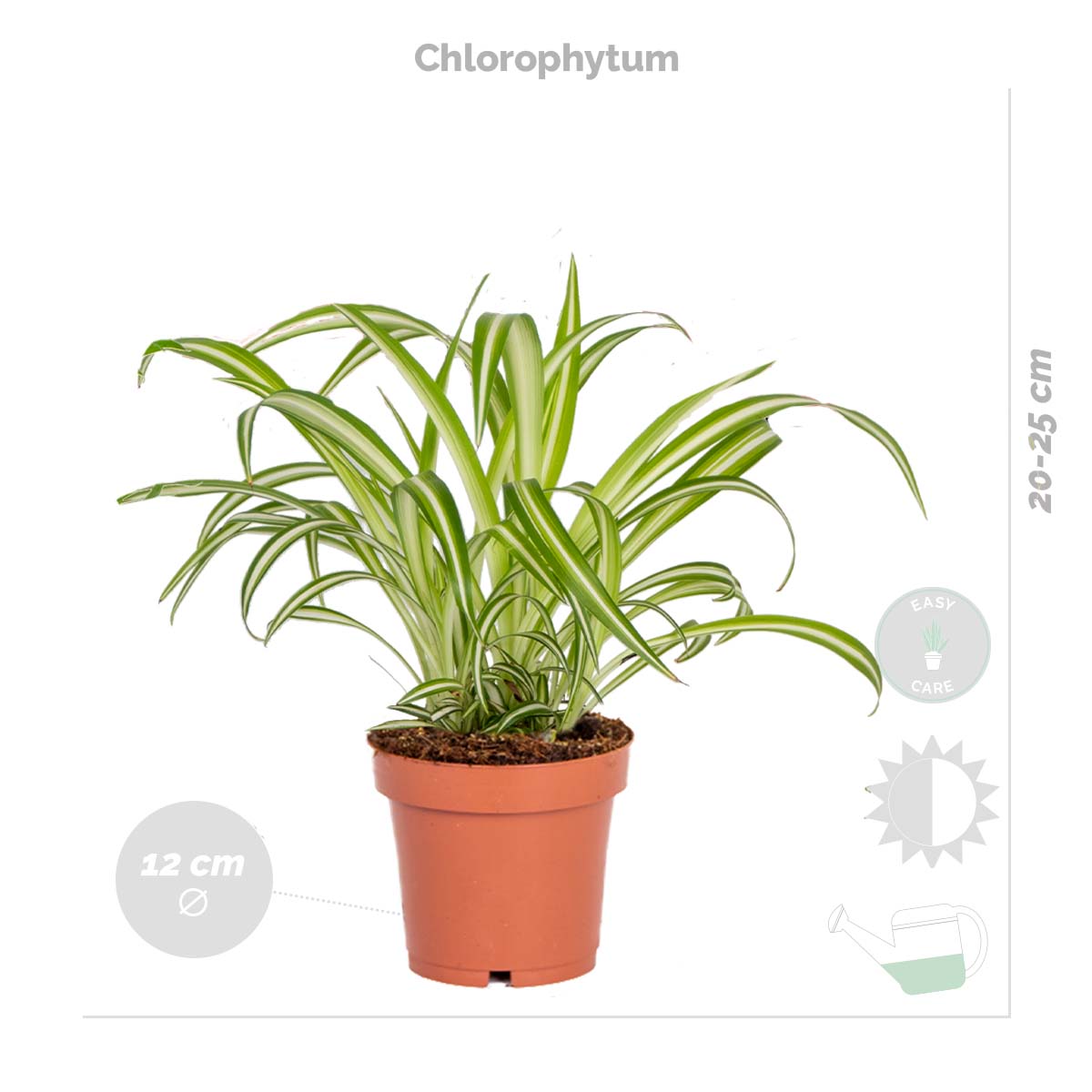 Mélange De 4 Plantes Pet-Friendly – Plante D'Intérieur
