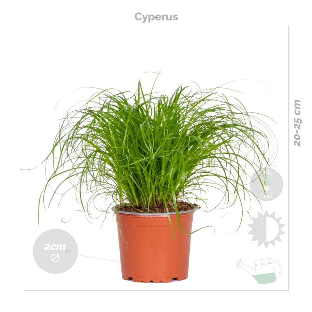 Mélange De 4 Plantes Pet-Friendly – Plante D'Intérieur