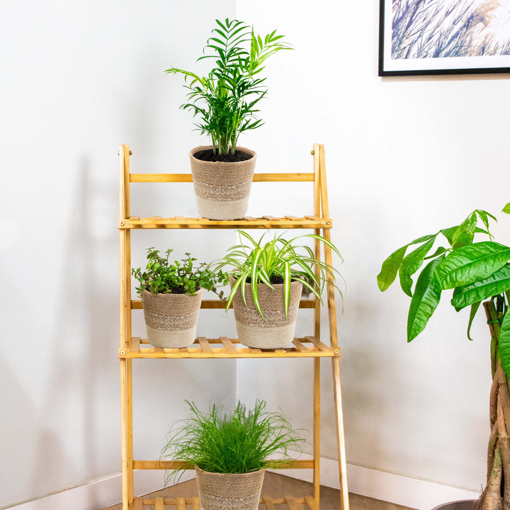 Mélange De 4 Plantes Pet-Friendly – Plante D'Intérieur